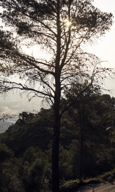 Bosque